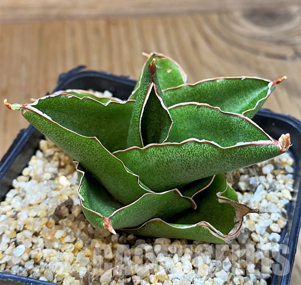 SH30613 Sansevieria 'Andaman' - Image 2