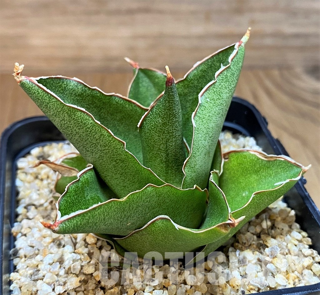 SH30613 Sansevieria 'Andaman'