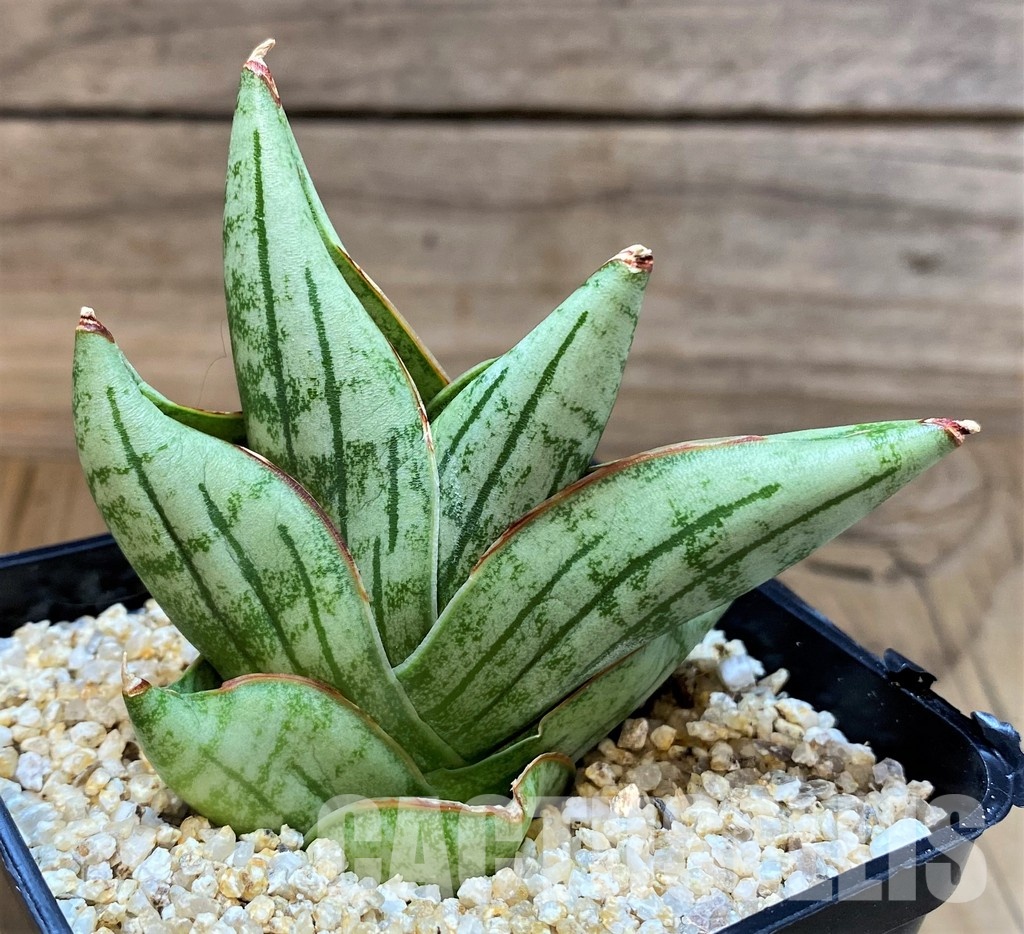 SH30614 Sansevieria 'Nami