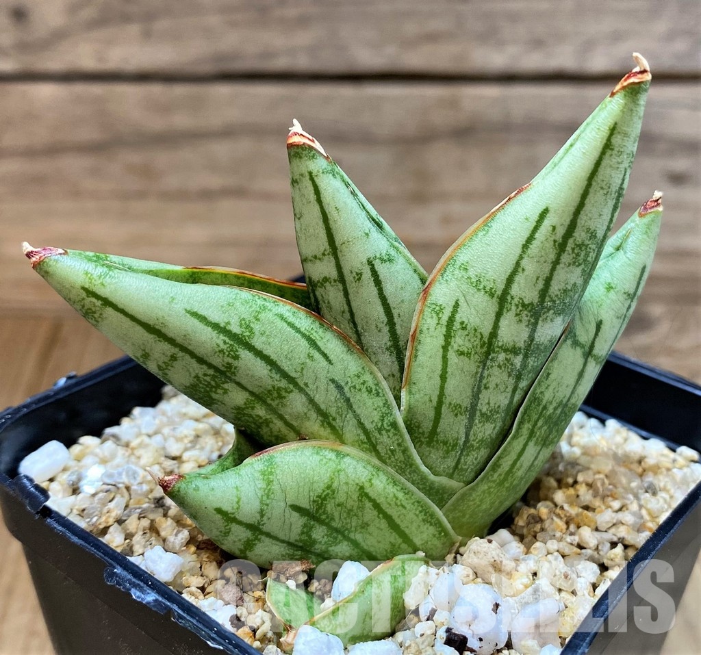 SH30614 Sansevieria 'Nami - Image 2