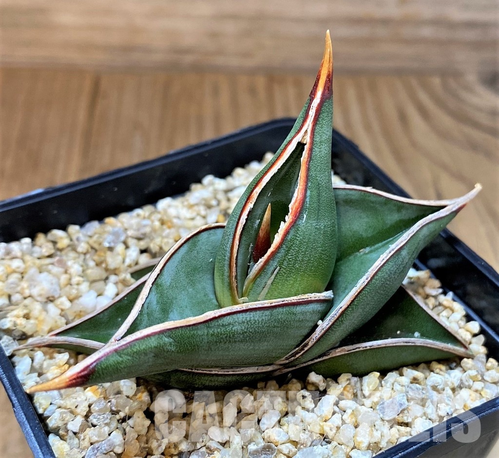 SH30615 Sansevieria 'Rorida'