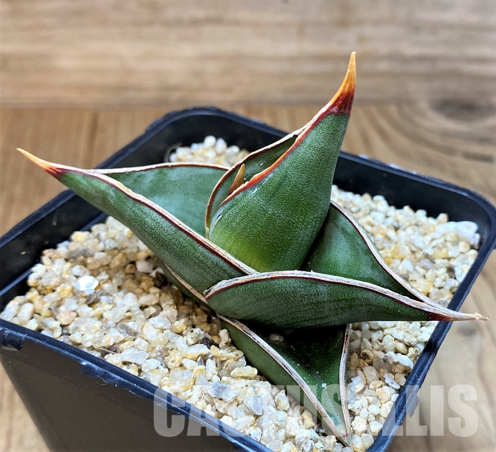 SH30615 Sansevieria 'Rorida' - Image 2