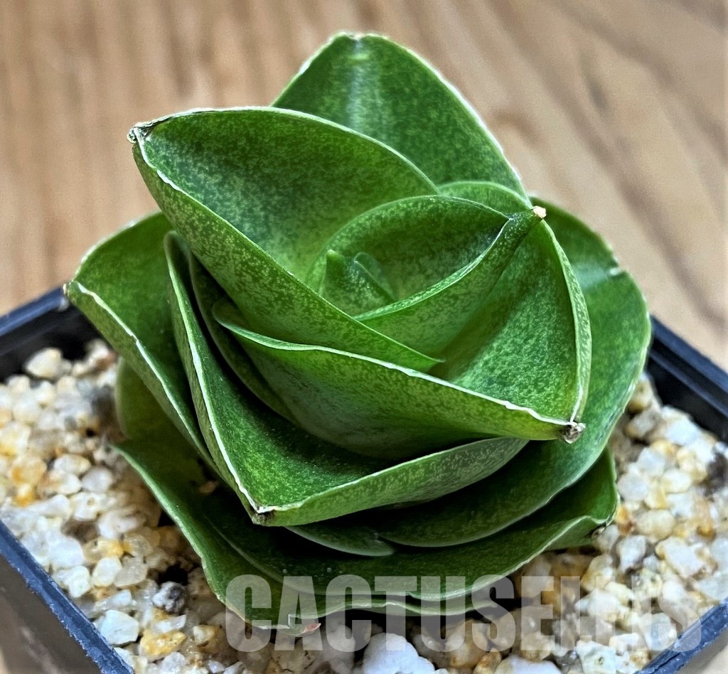 SH30598 Sansevieria ‘Mini Condo’