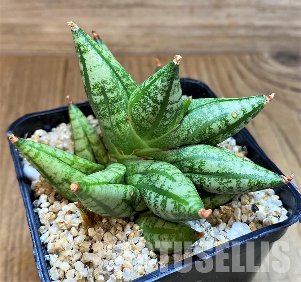 SH30616 Sansevieria 'Ming Manee' - Image 2