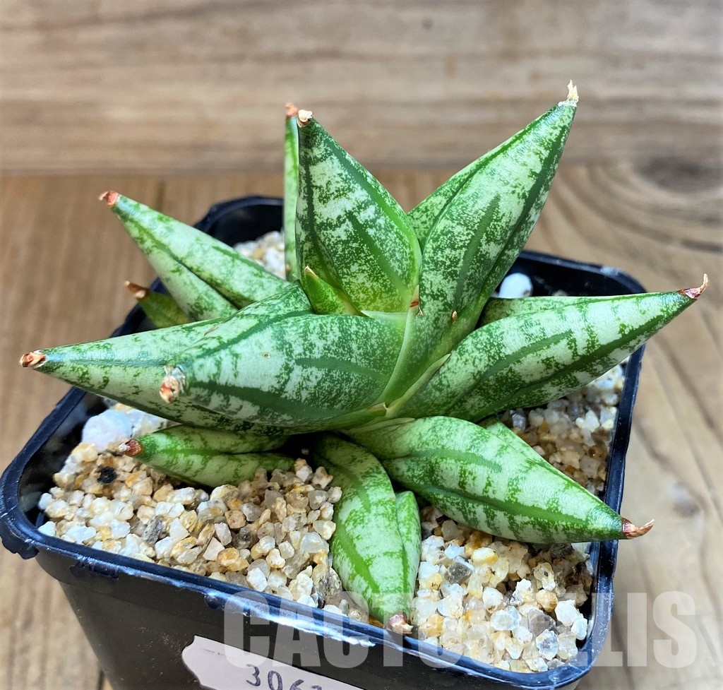 SH30616 Sansevieria 'Ming Manee'