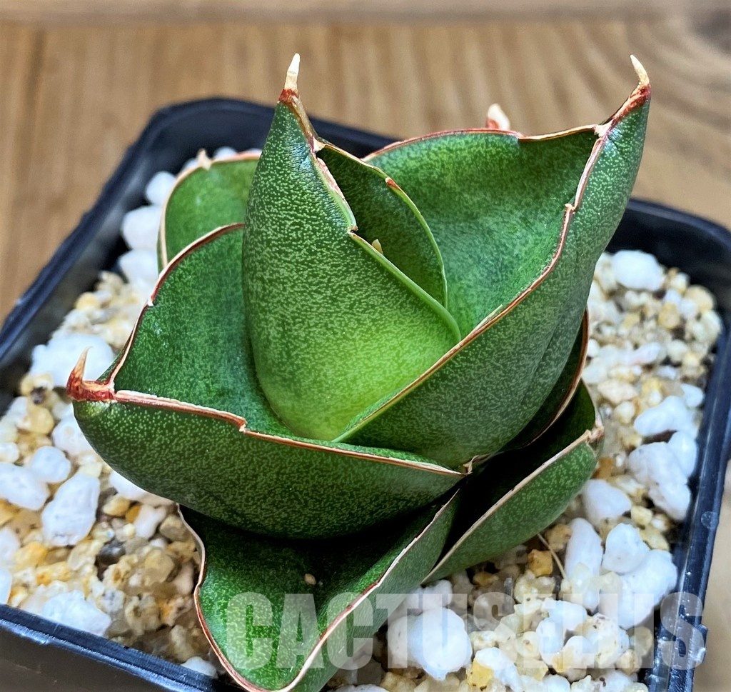SH30619 Sansevieria 'Bilbao'