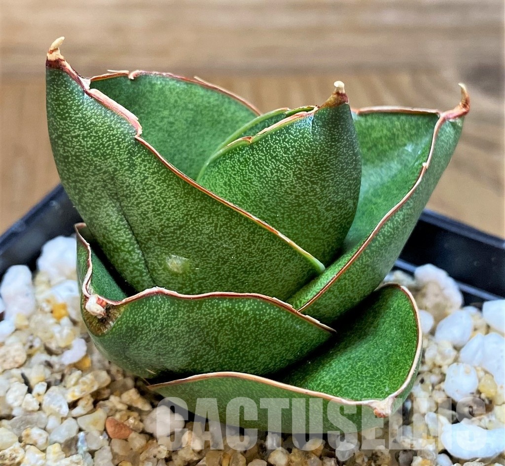 SH30619 Sansevieria 'Bilbao' - Image 2