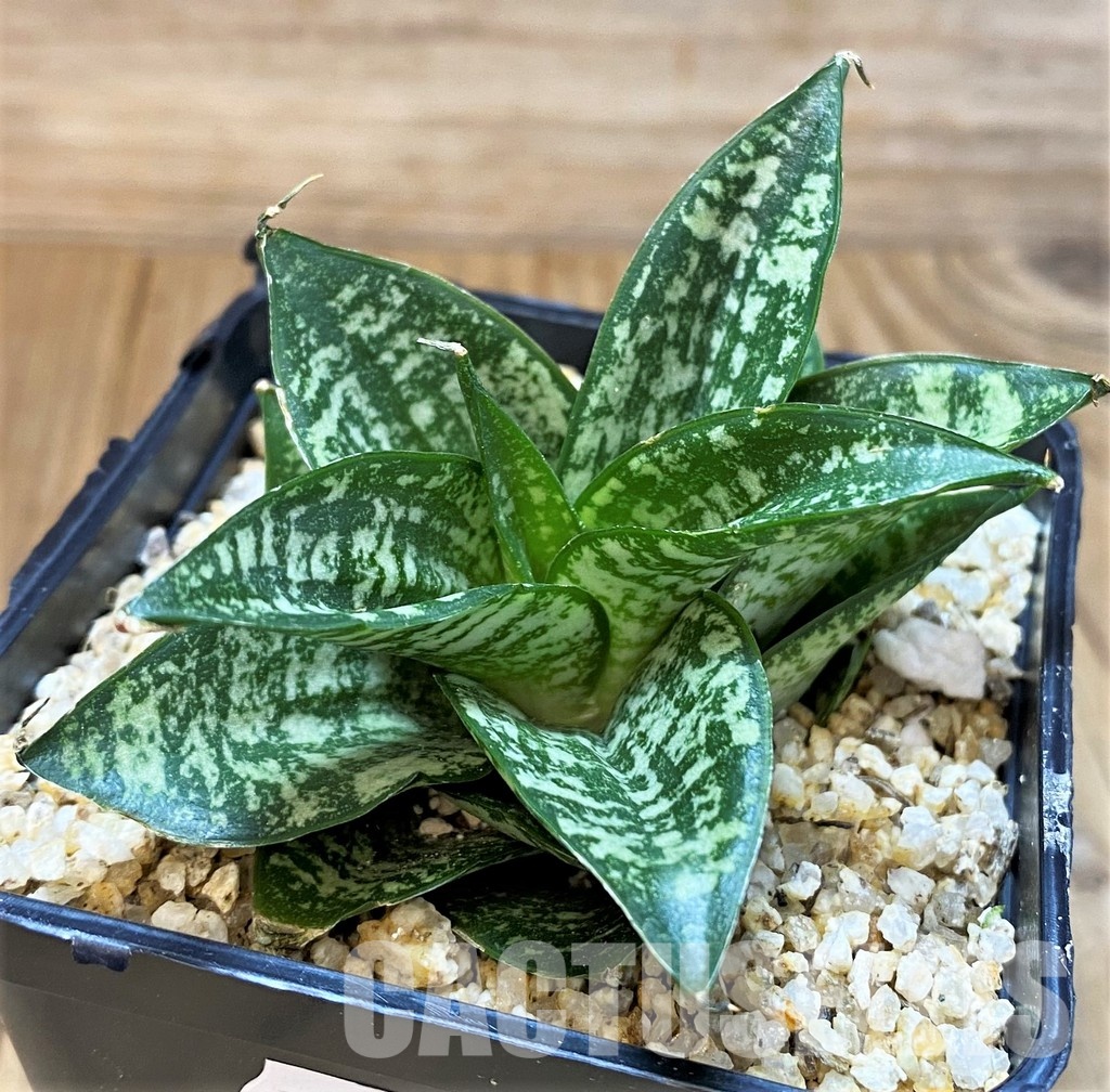 SH30620 Sansevieria ‘Ehrendel’