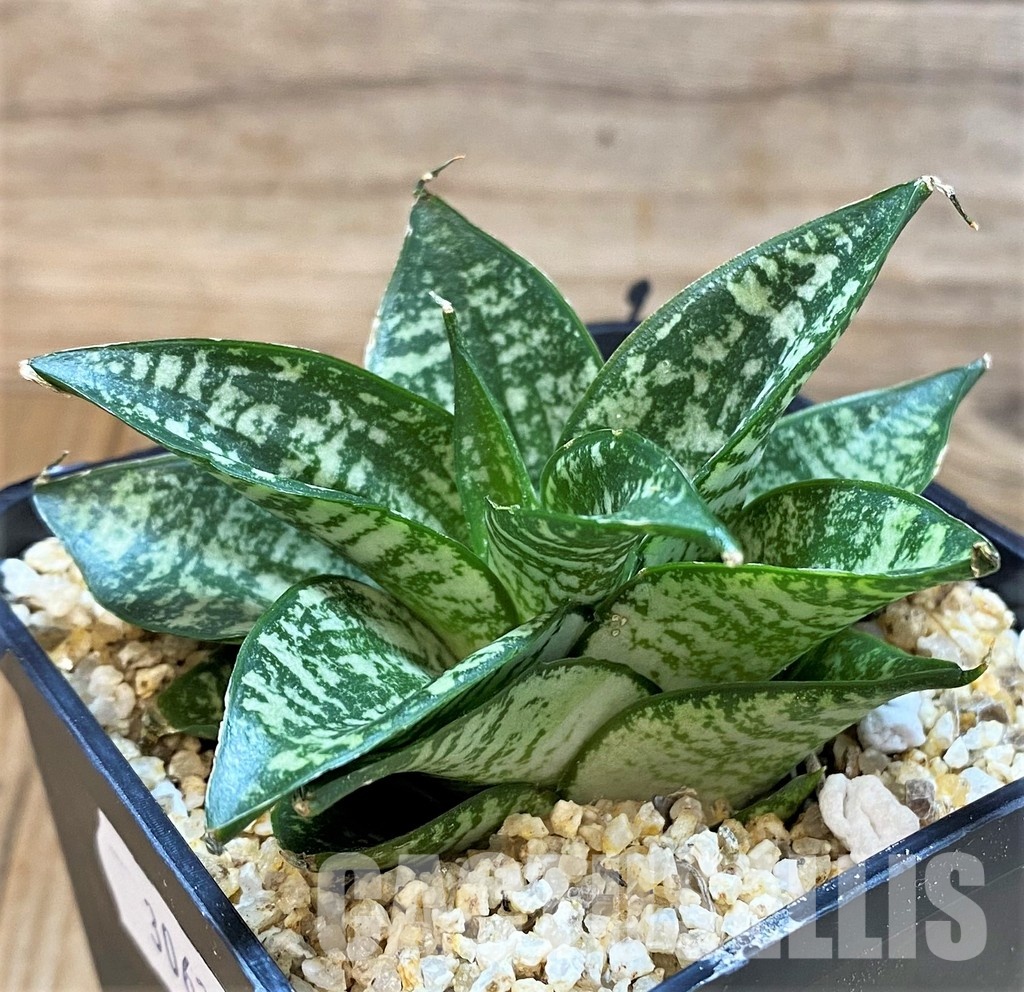 SH30620 Sansevieria ‘Ehrendel’ - Image 2