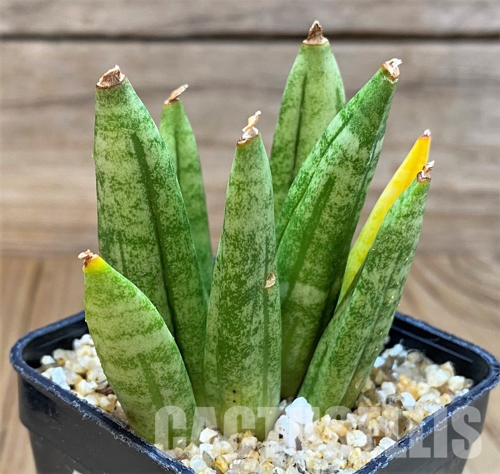 SH30599 Sansevieria 'Hedgehog' - Image 2