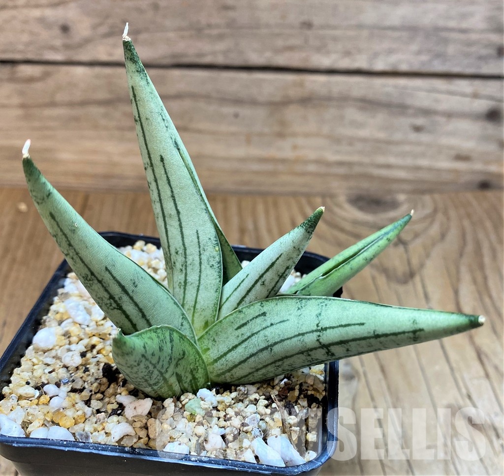 SH30623 Sansevieria 'Rookie' - Image 2