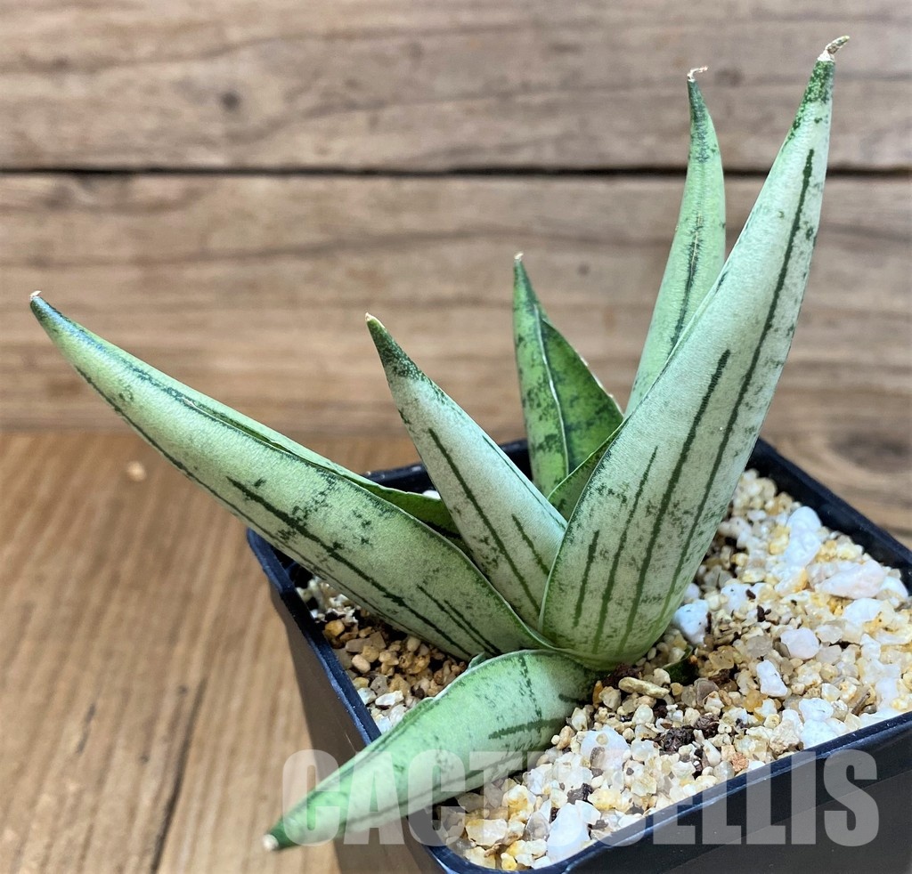 SH30623 Sansevieria 'Rookie'