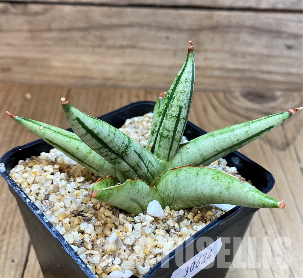 SH30624 Sansevieria 'Fatman' - Image 2