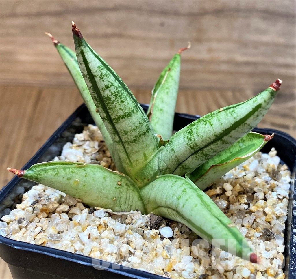 SH30624 Sansevieria 'Fatman'