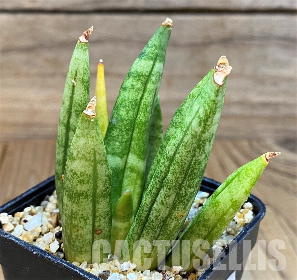 SH30599 Sansevieria 'Hedgehog'