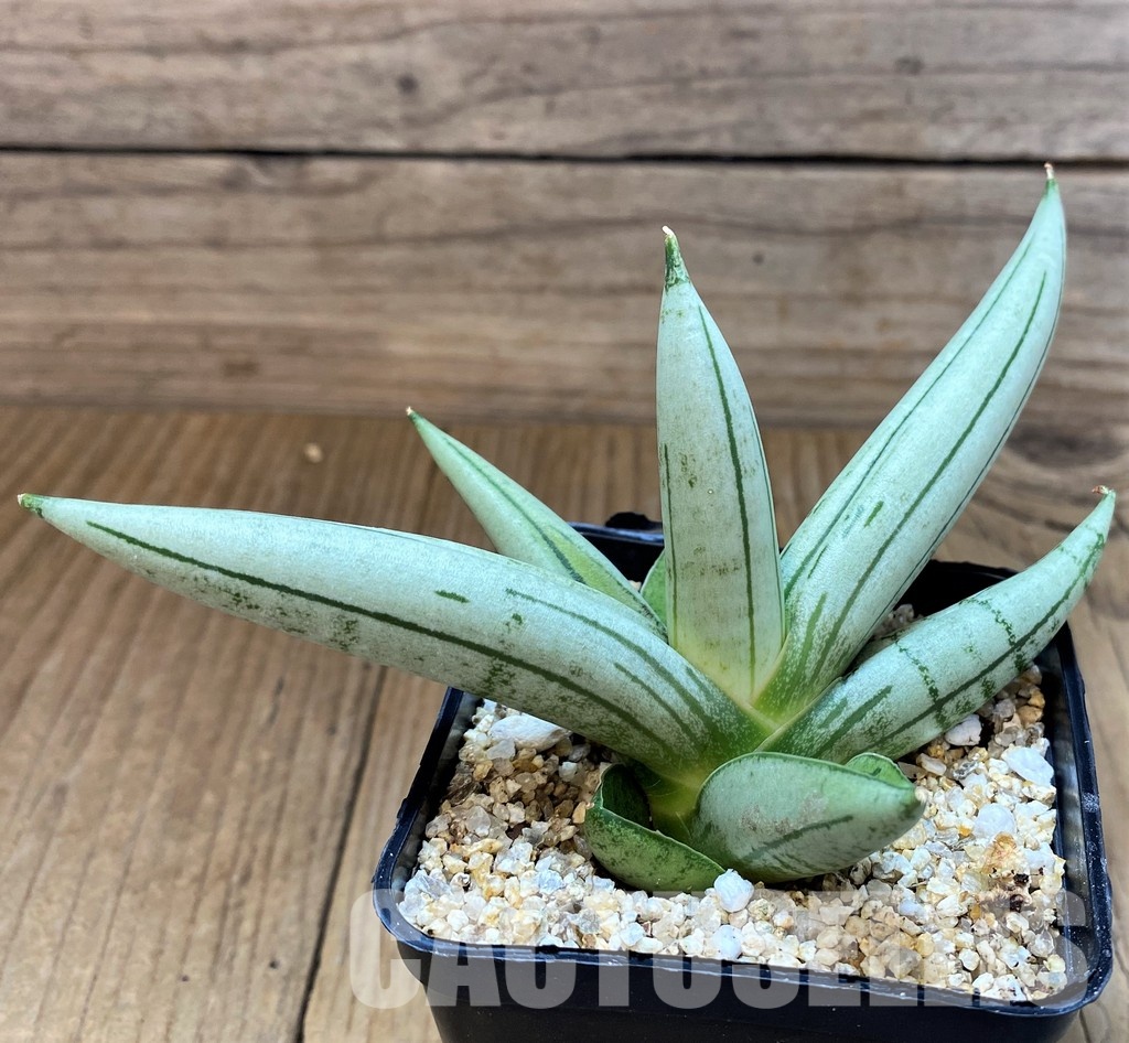 SH30627 Sansevieria 'Boncel Silver'