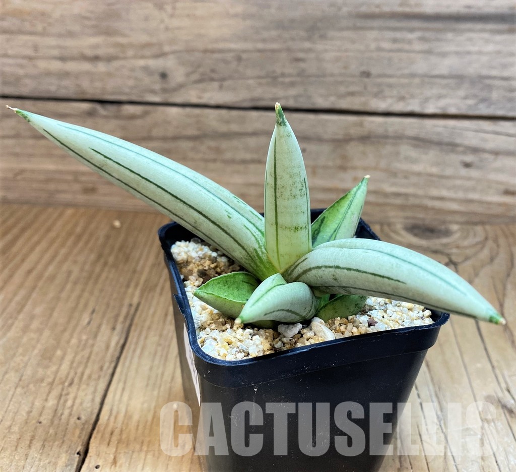 SH30627 Sansevieria 'Boncel Silver' - Image 2