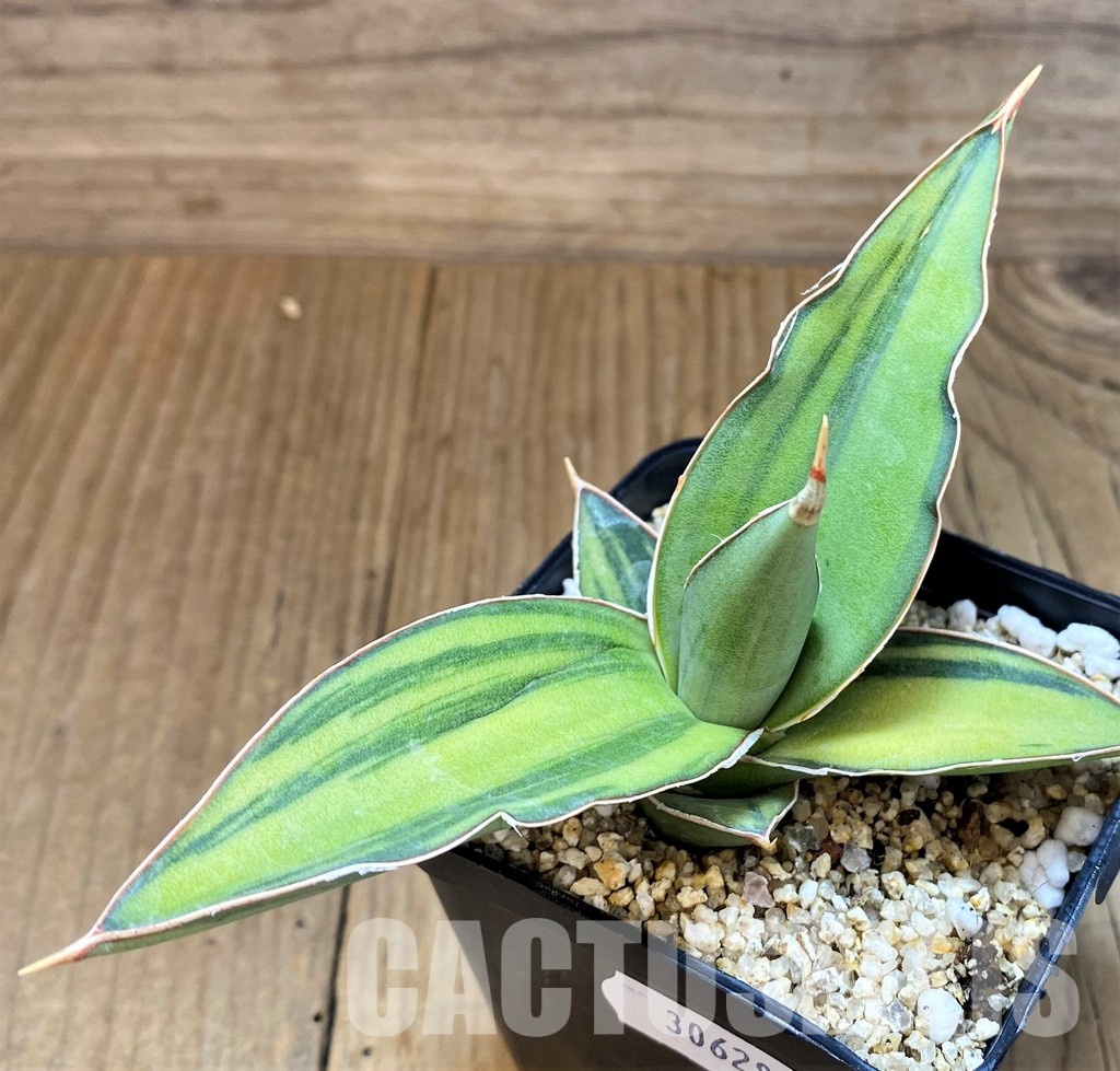 SH30628 Sansevieria 'Kismayo' f. variegata
