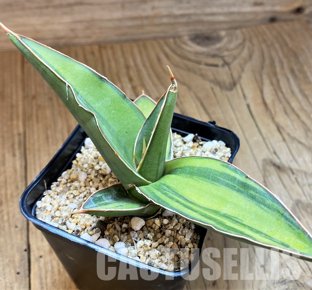 SH30628 Sansevieria 'Kismayo' f. variegata - Image 2