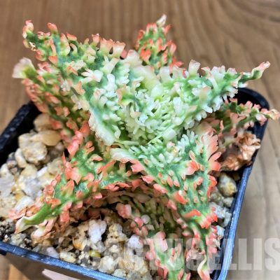 SH30754 Aloe TCT hybrid