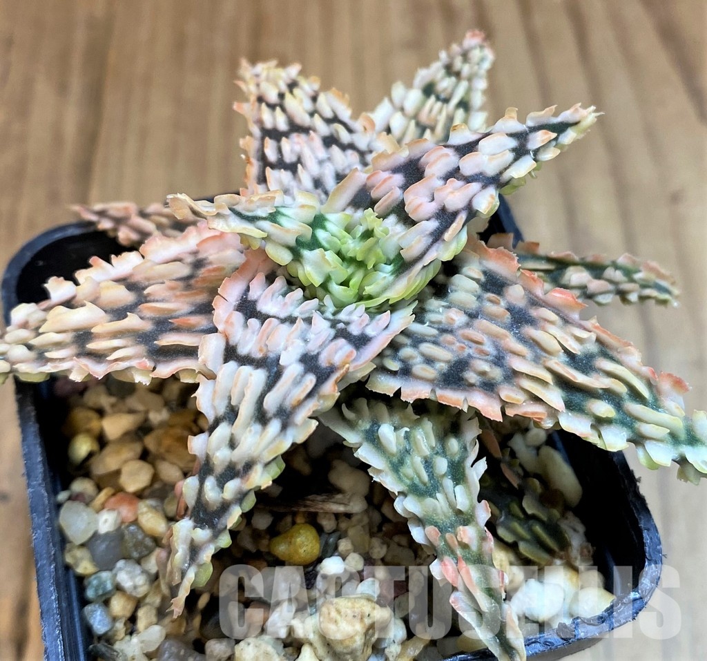 SH11385 Aloe TCT hybrid - Image 2