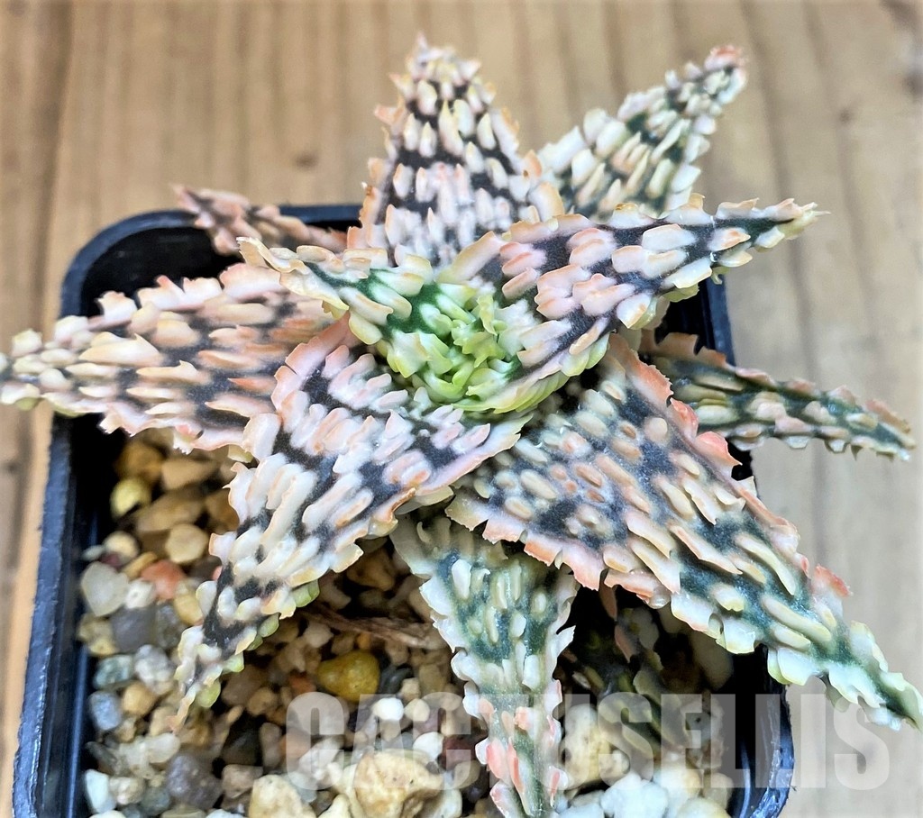 SH11385 Aloe TCT hybrid