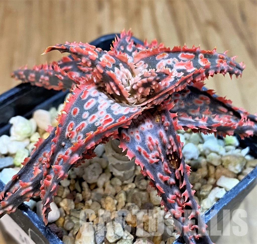 SH30726 Aloe TCT hybrid - Image 2