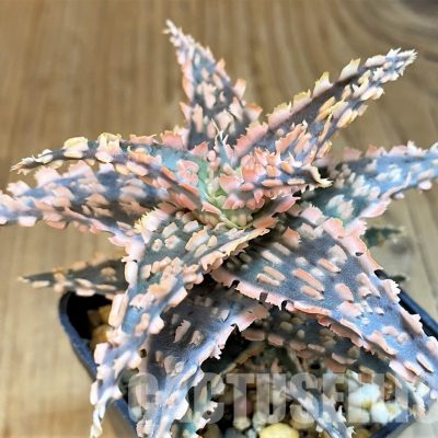 SH10978 Aloe TCT hybrid