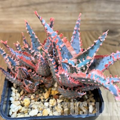 SH10074 Aloe TCT hybrid