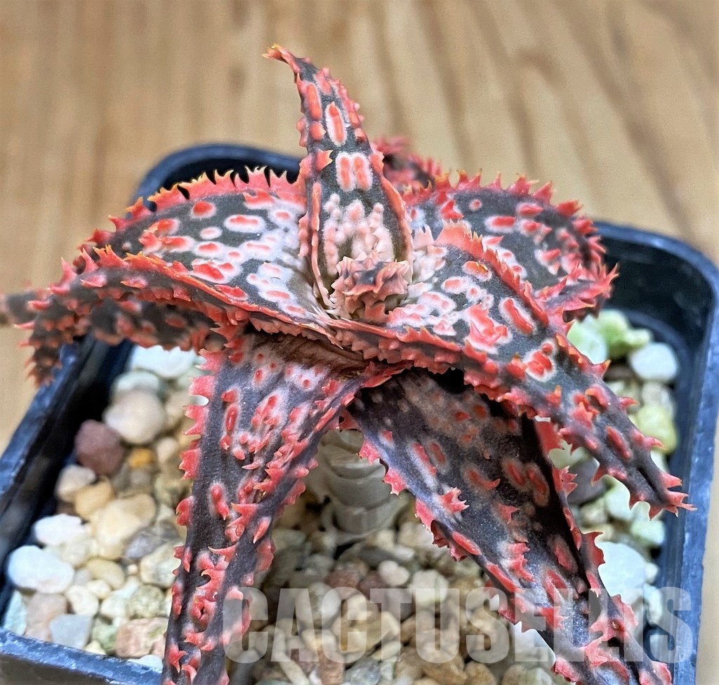 SH30726 Aloe TCT hybrid