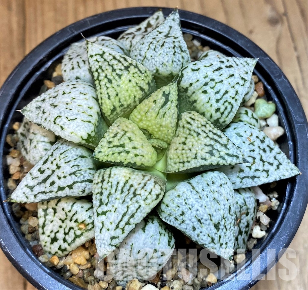 SH4198 Haworthia picta 'White Magic'
