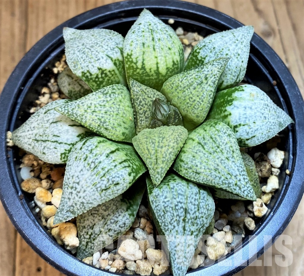 SH4200 Haworthia picta 'Spring Snow'