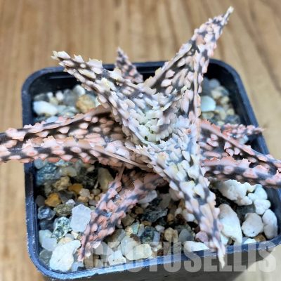 SH30727 Aloe TCT hybrid