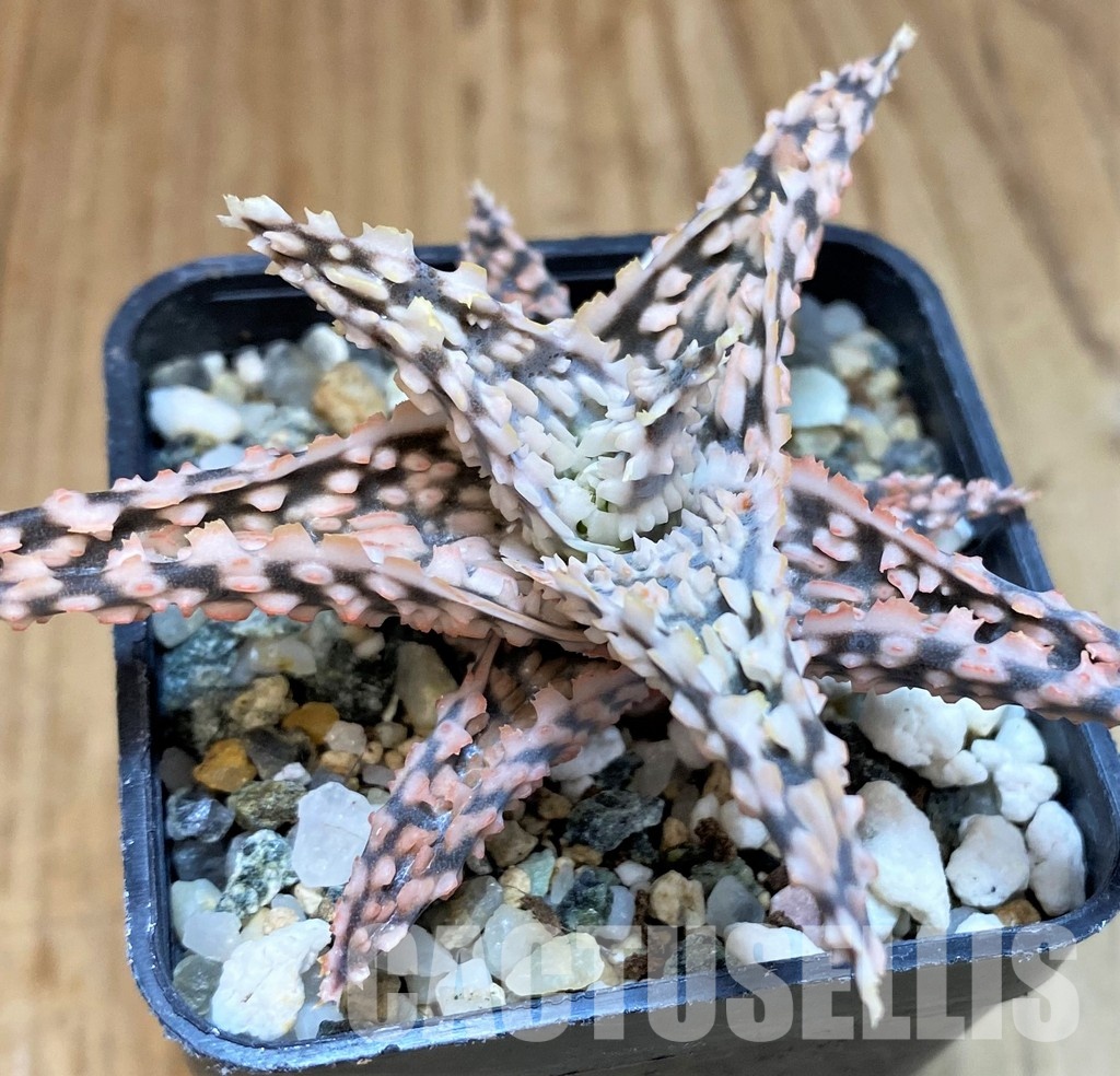 SH30727 Aloe TCT hybrid