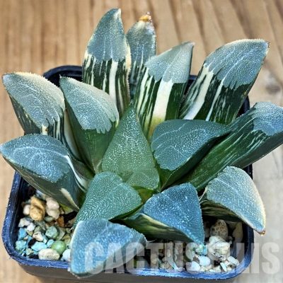 SH8574 Haworthia bayeri f. variegata