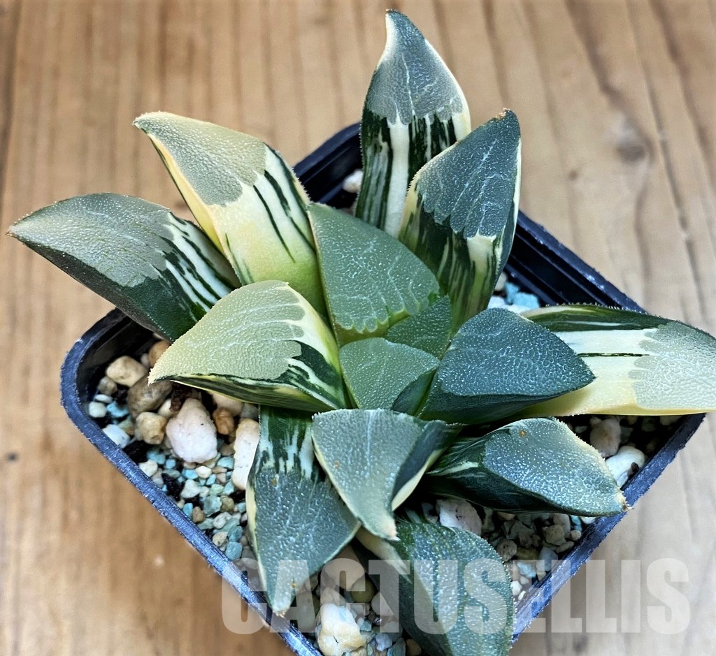 SH8578 Haworthia bayeri f. variegata - Image 3