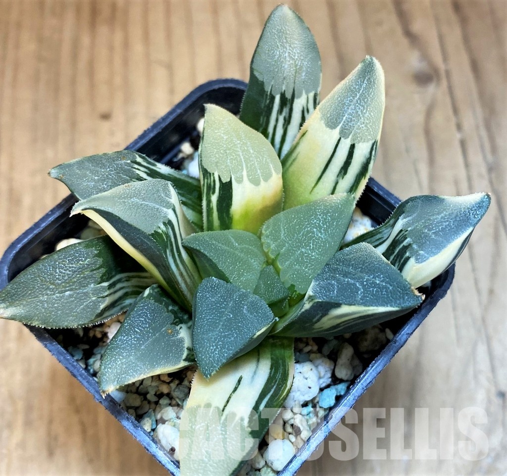 SH8578 Haworthia bayeri f. variegata - Image 2