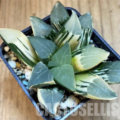SH8578 Haworthia bayeri f. variegata