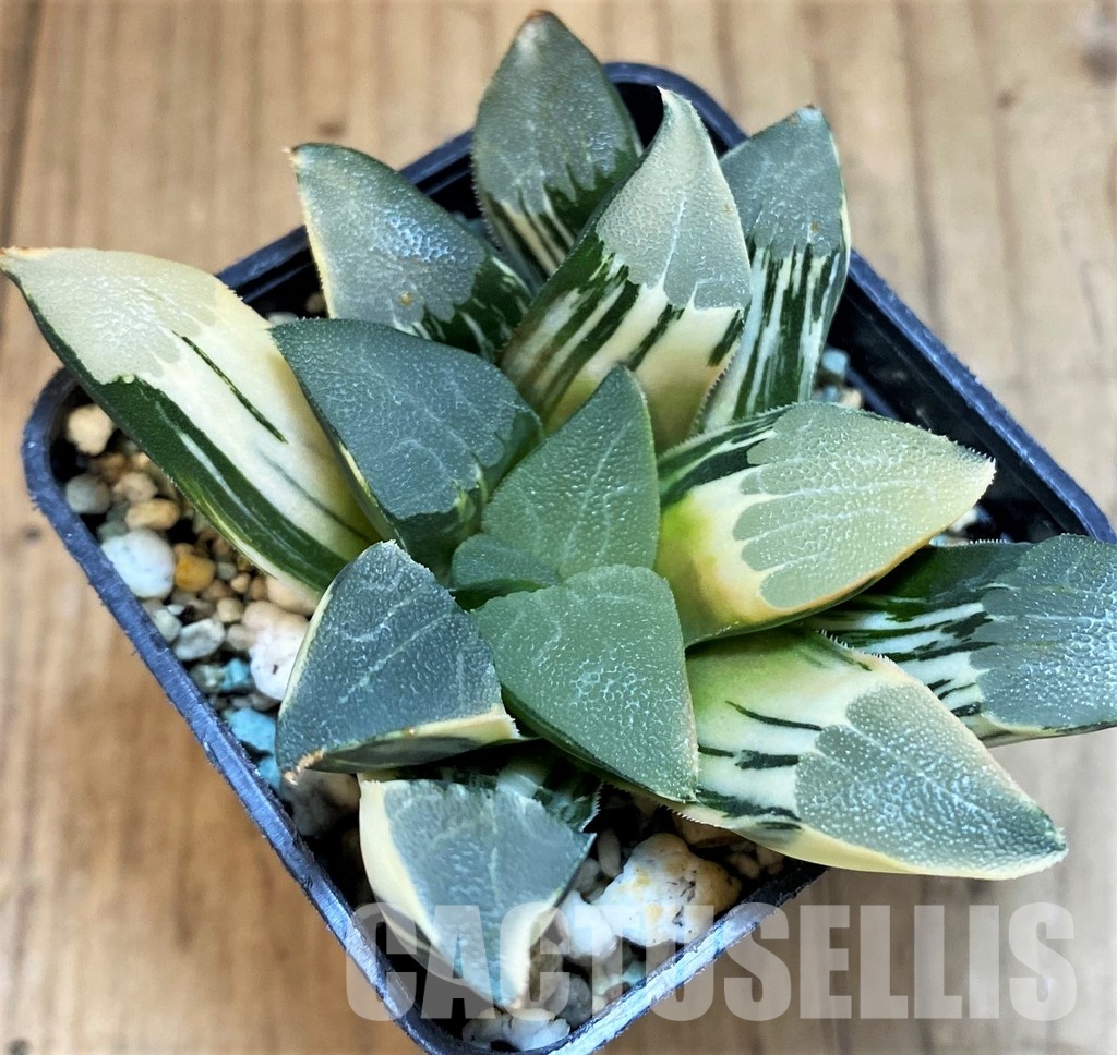 SH8578 Haworthia bayeri f. variegata