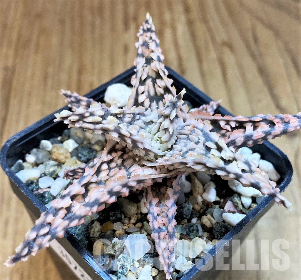 SH30727 Aloe TCT hybrid - Image 2