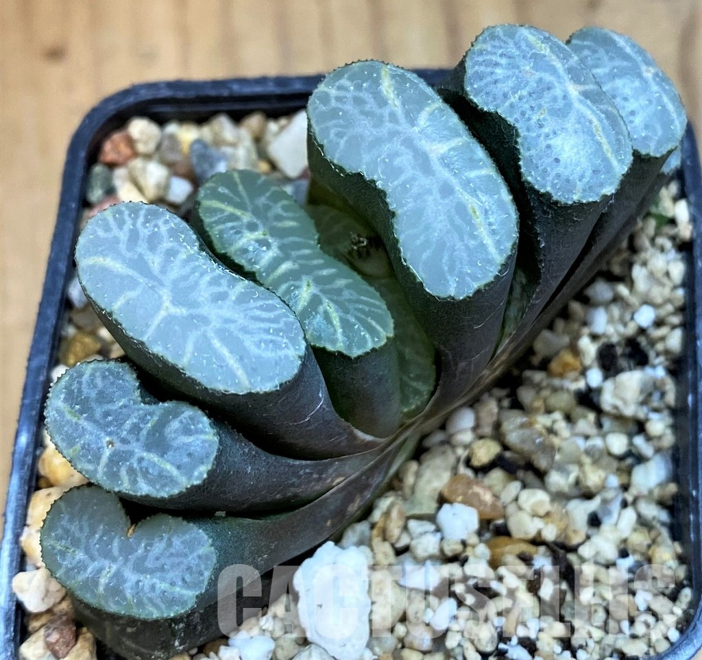 SH10011 Haworthia truncata -Japan-, seedling - Image 2
