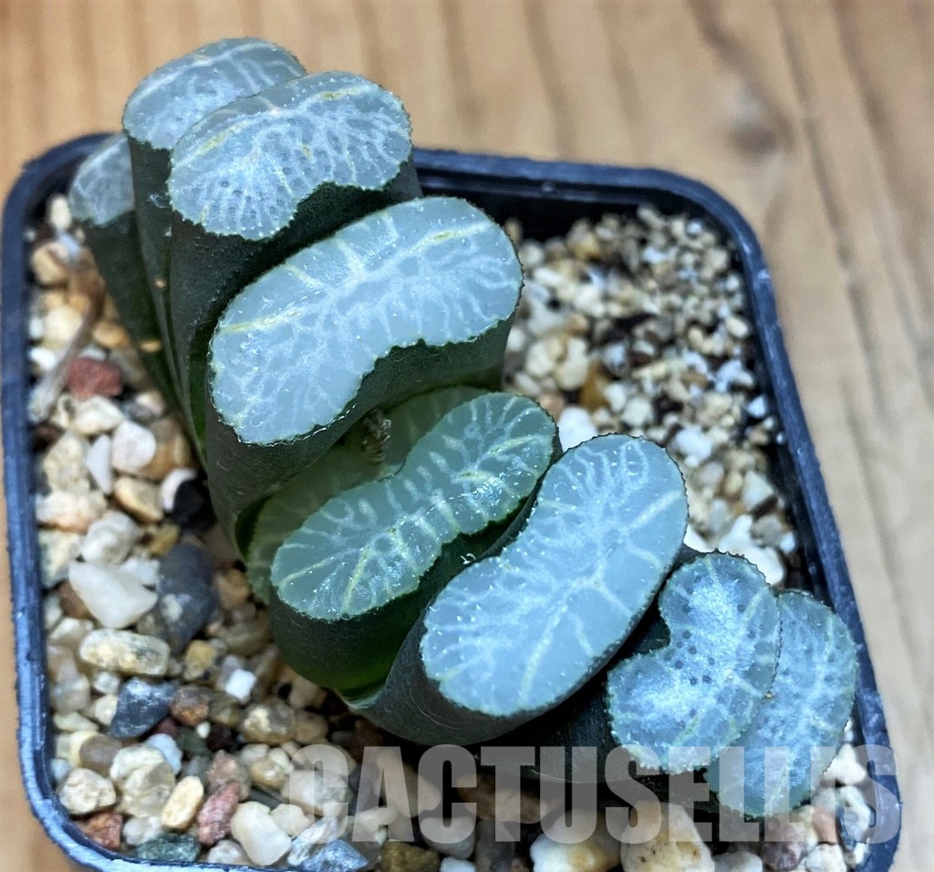 SH10011 Haworthia truncata -Japan-, seedling