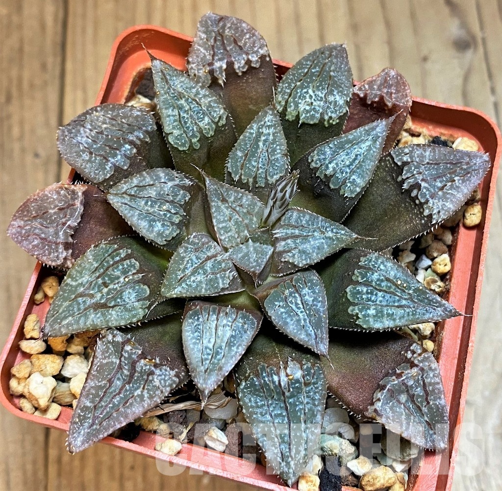 SH12750 Haworthia KPW-2, ex Cactus Nichii - Image 2
