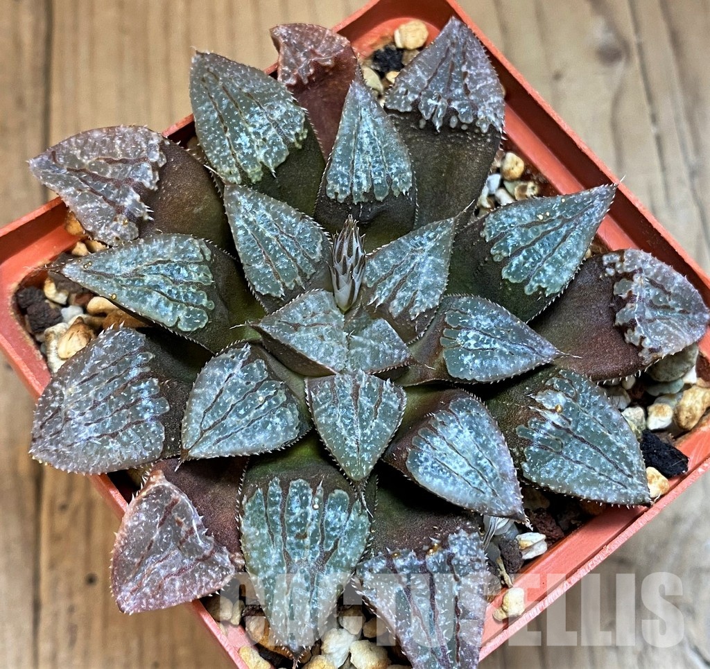 SH12750 Haworthia KPW-2, ex Cactus Nichii