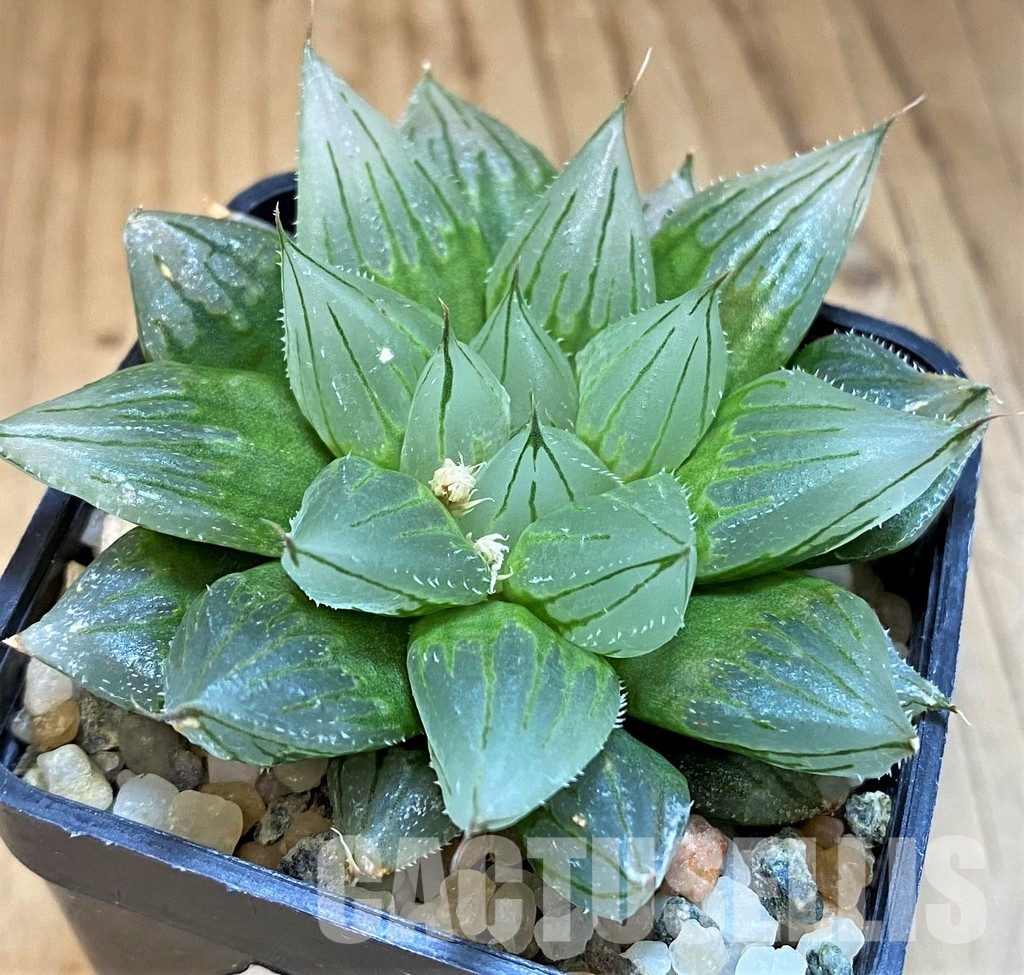 SH13182 Haworthia cooperi ‘West Asia Tsuen’