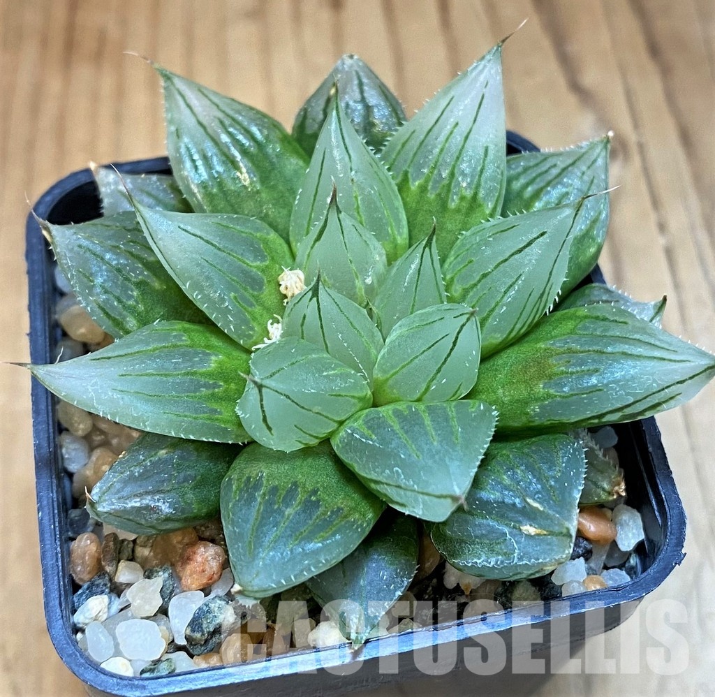 SH13182 Haworthia cooperi ‘West Asia Tsuen’ - Image 2