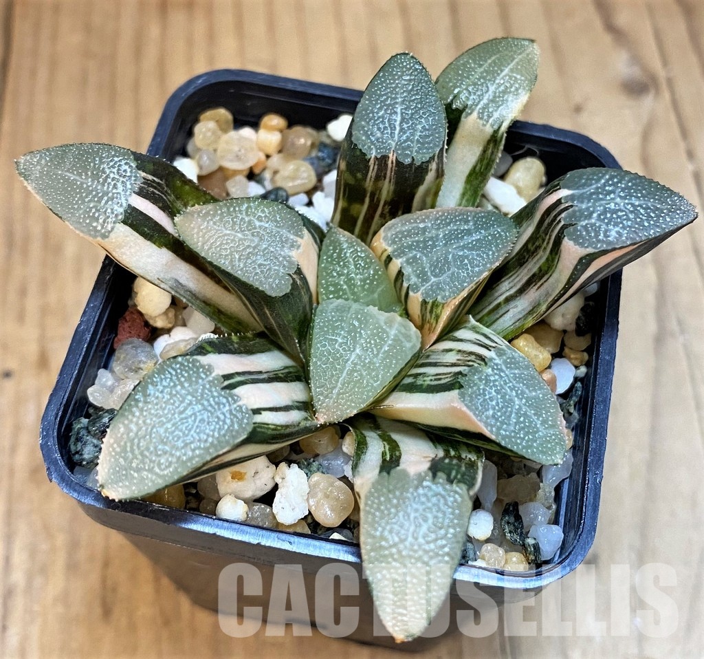 SH13174 Haworthia bayeri f. variegata