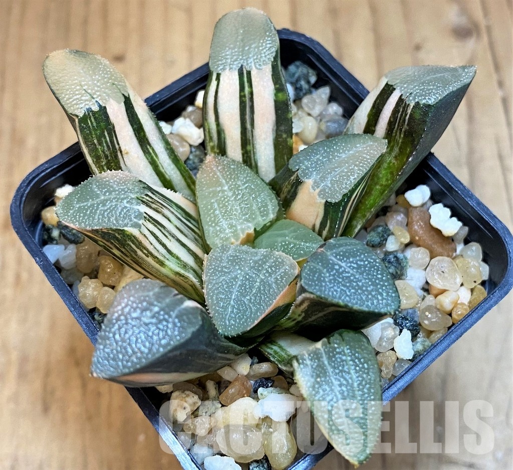 SH13174 Haworthia bayeri f. variegata - Image 3