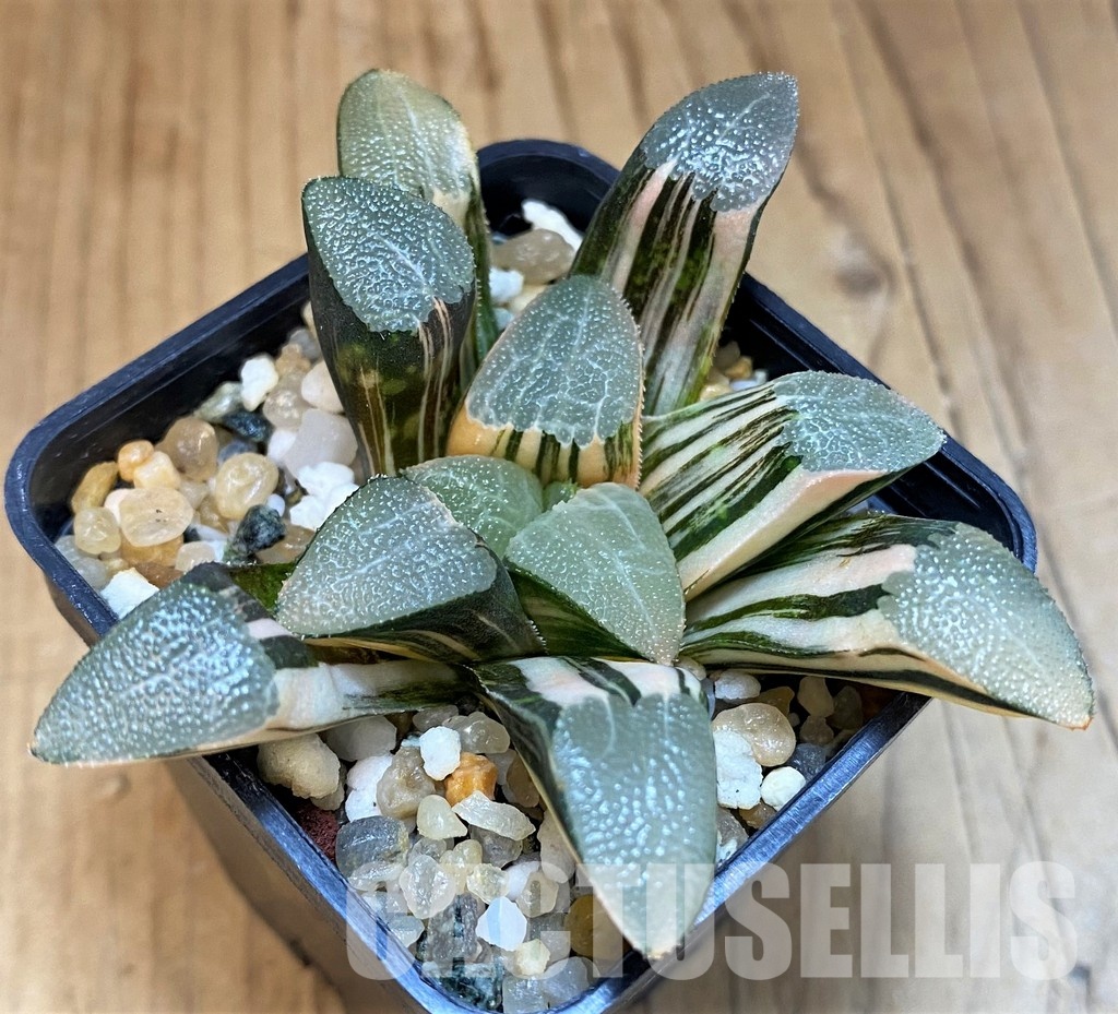 SH13174 Haworthia bayeri f. variegata - Image 2