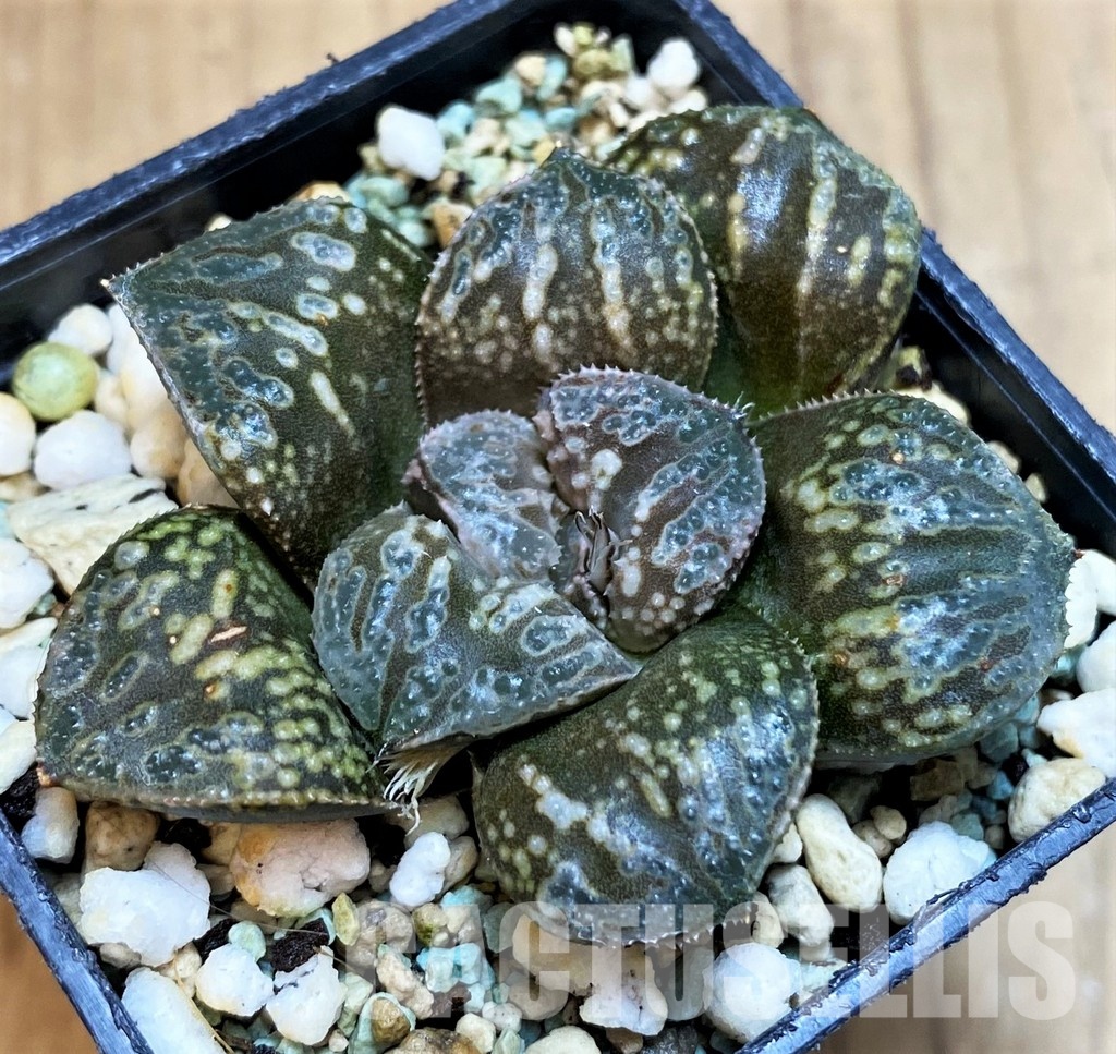 SH8517 Haworthia 'Snake'